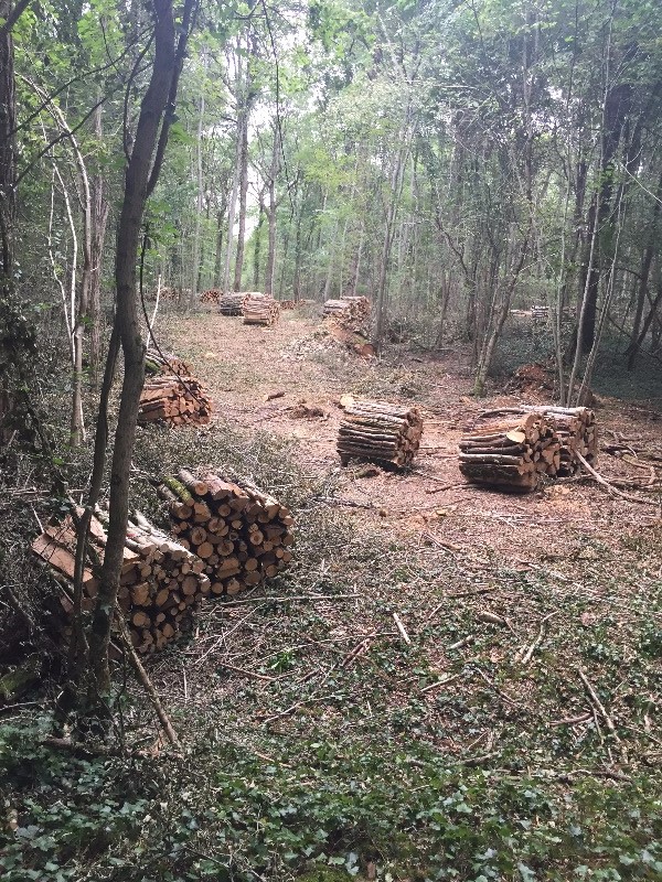 Petit bois de chauffage Chêne Frêne Hêtre